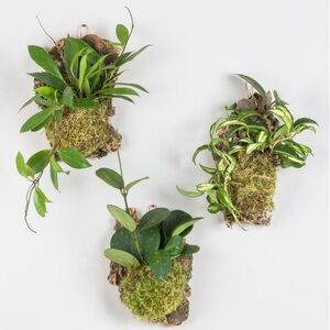 Hoya Cork Mount - Green